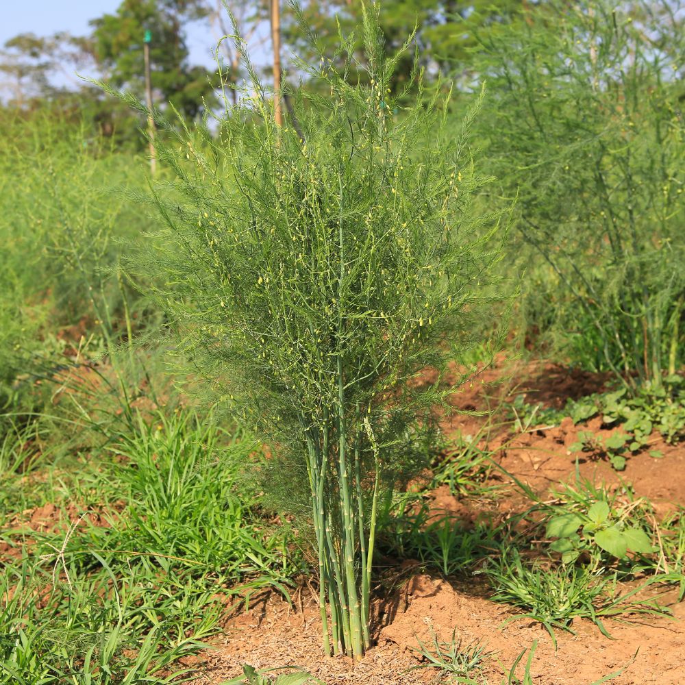 Asparagus 'Mary Washington'