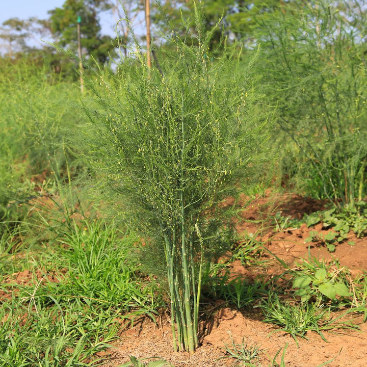 Asparagus 'Purple Passion'