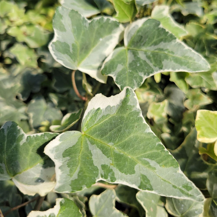 English Ivy 'Glacier'