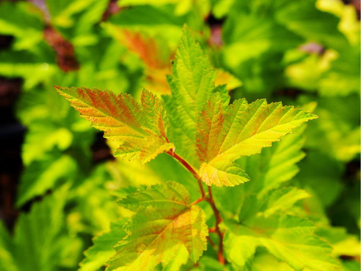 Common Ninebark