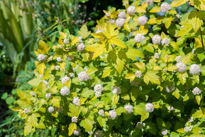Common Ninebark
