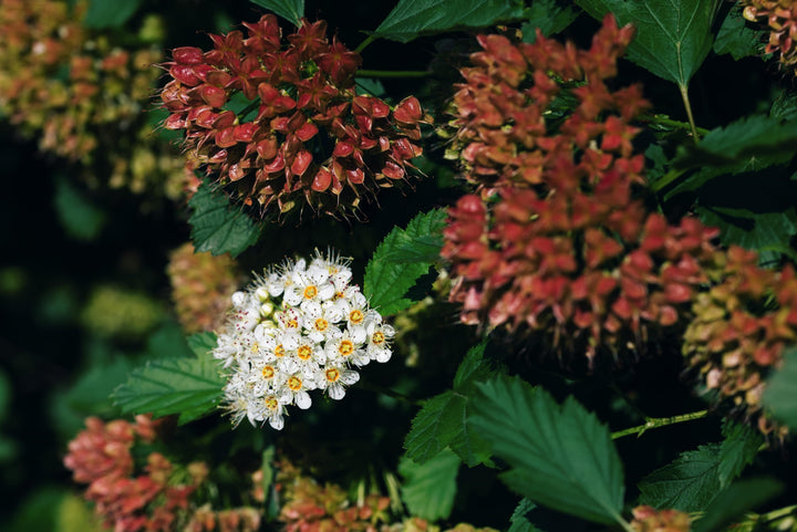 Common Ninebark