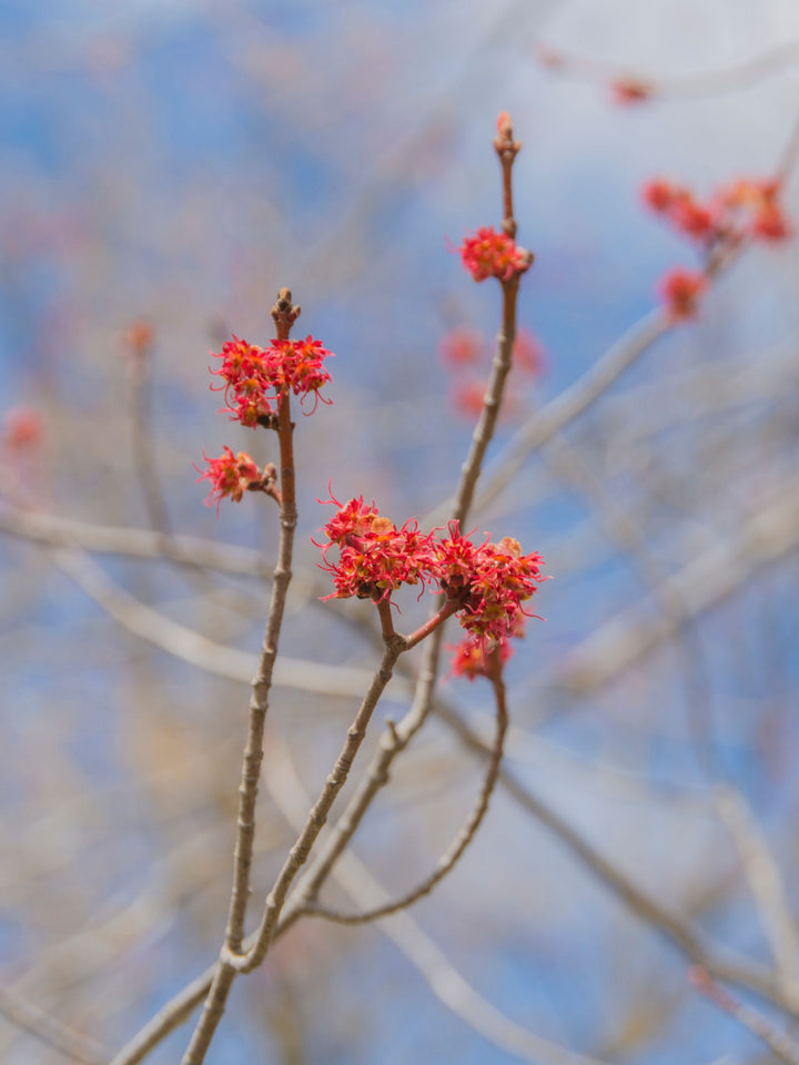 Maple Tree 'Brandywine Red'