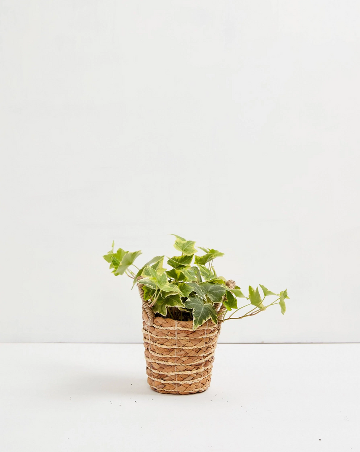 English Ivy 'Goldchild'