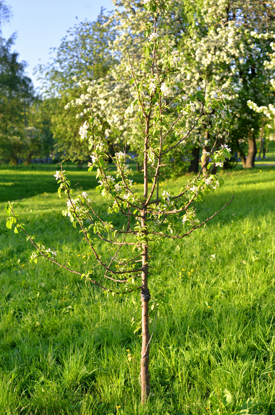 Apple Tree 'Jonathan'