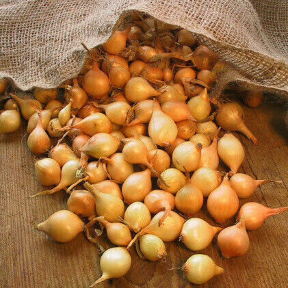Onion Sets 'Stuttgarter Yellow' – Tristar Plants