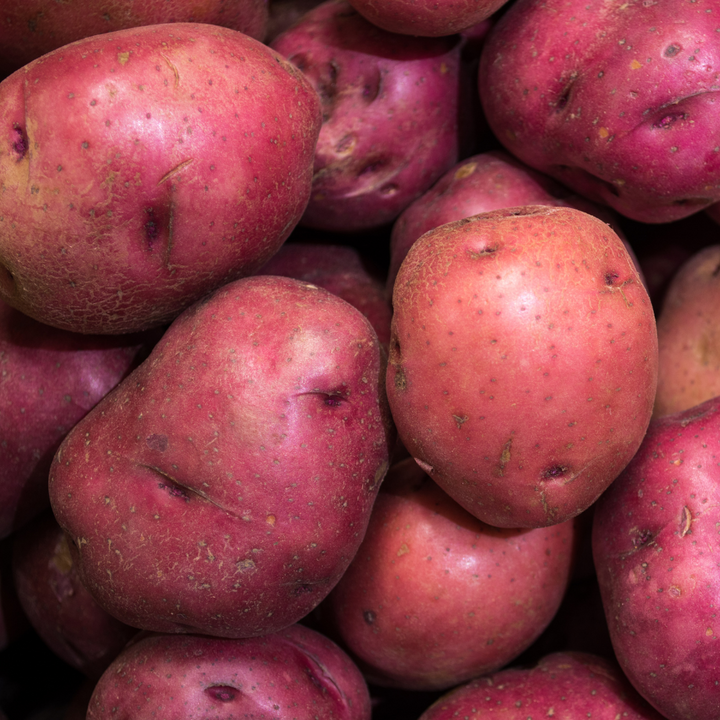 Seed Potato 'Red Pontiac'