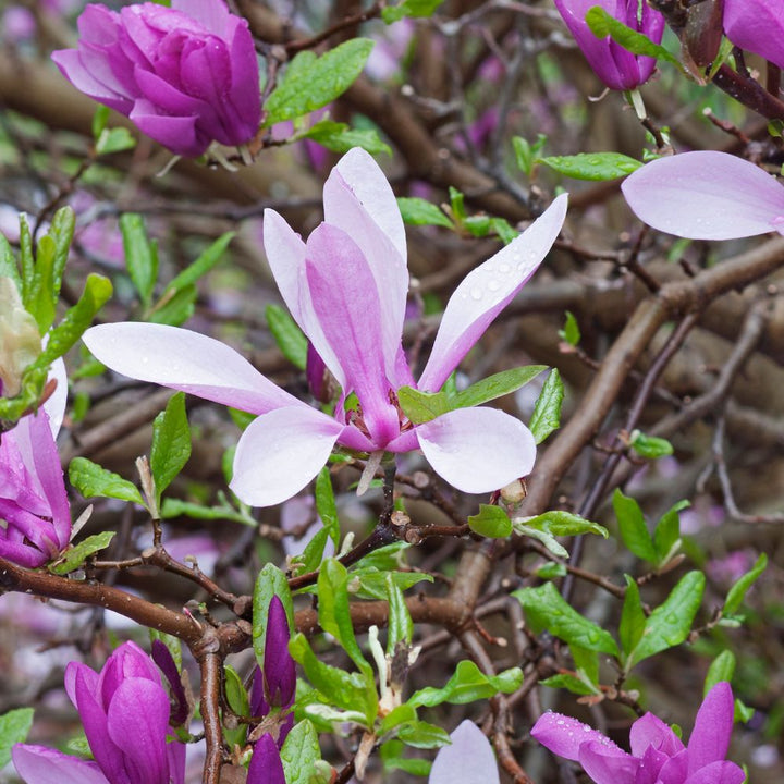 Magnolia 'Ann'