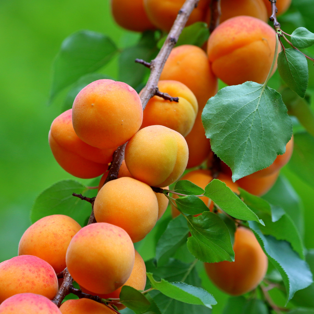 Apricot fruit deals