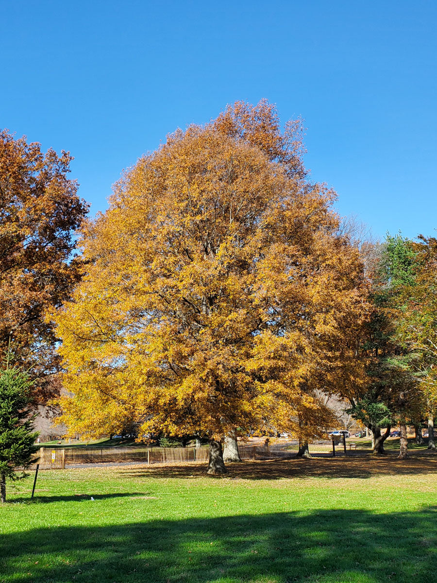 Willow Oak Tree Autumn