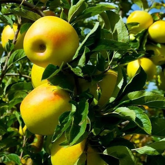 Yellow Delicious Apple tree