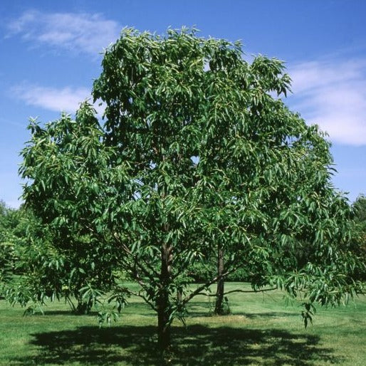 American Chestnut Tree