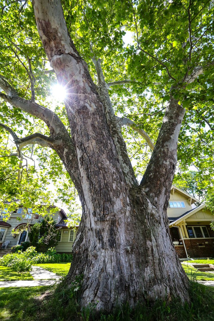 American Sycamore Tree trunk