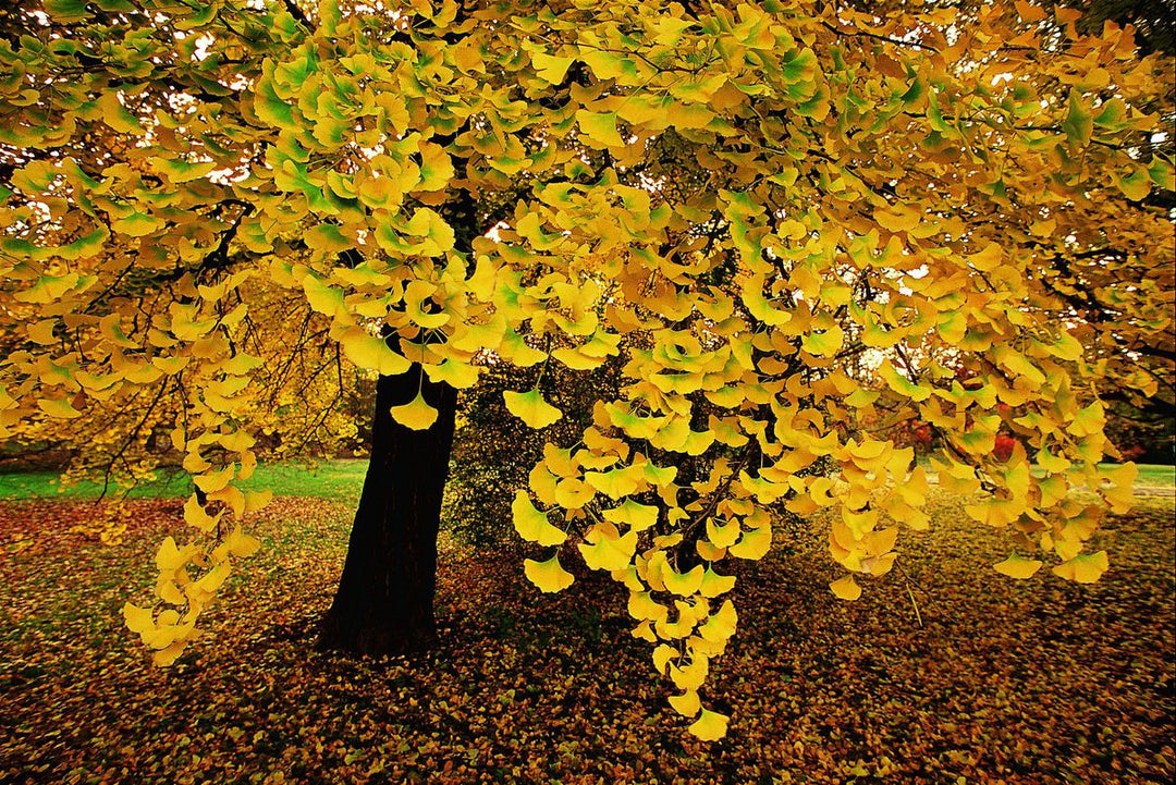 Ginkgo Biloba Autumn