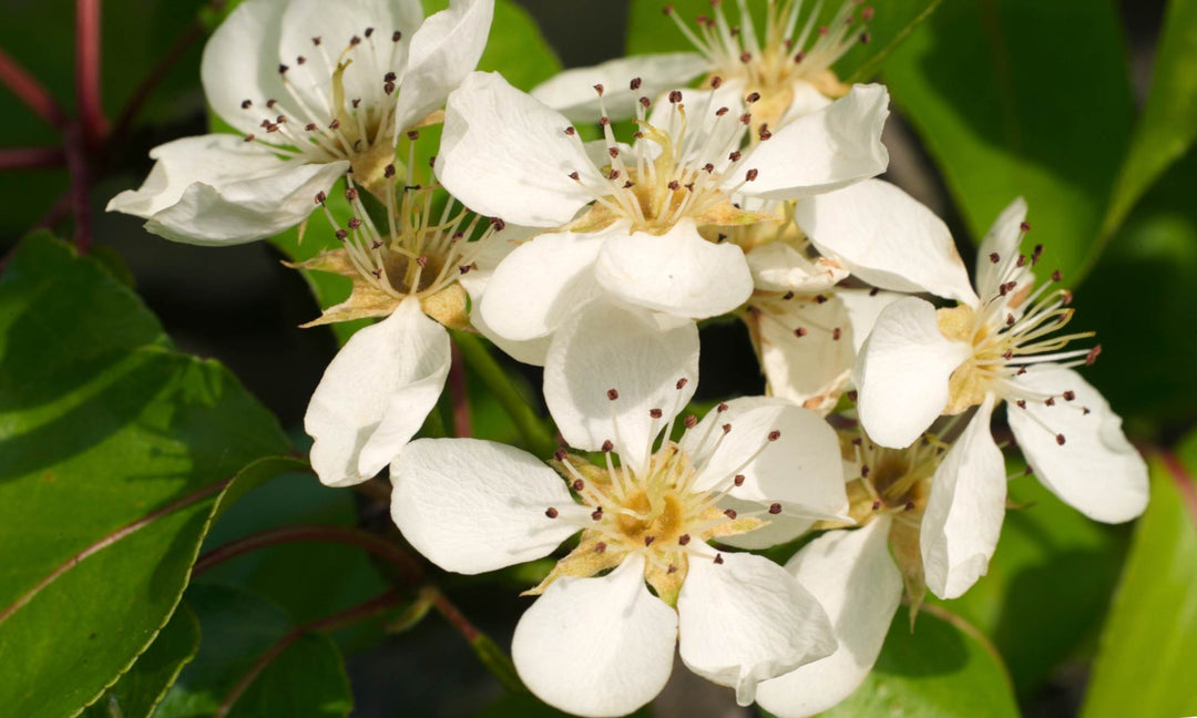 Pear Tree 'Kieffer'