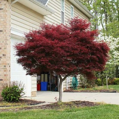 Japanese Maple Tree - Acer palmatum 'Bloodgood'