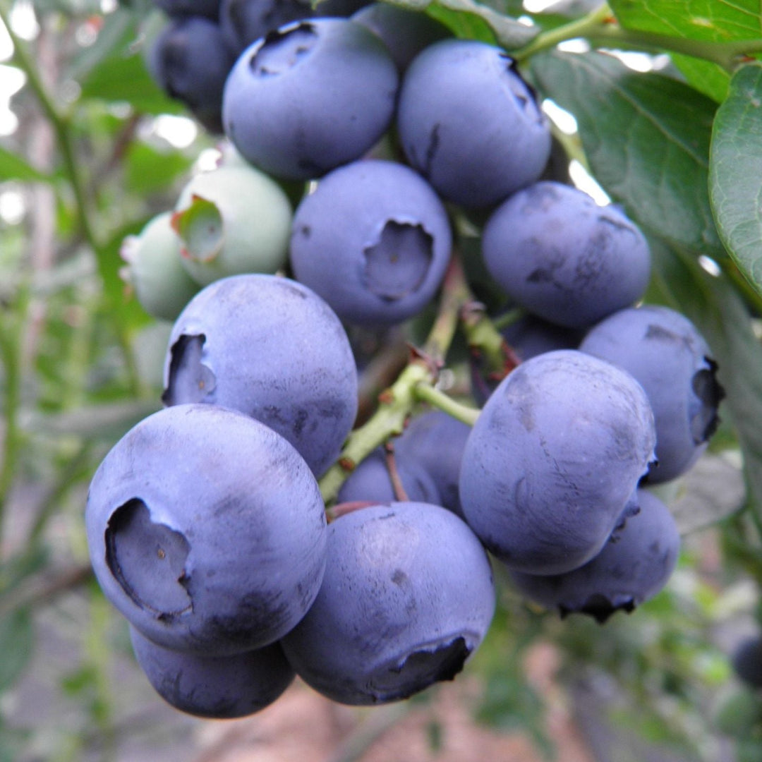 Chandler Blueberries