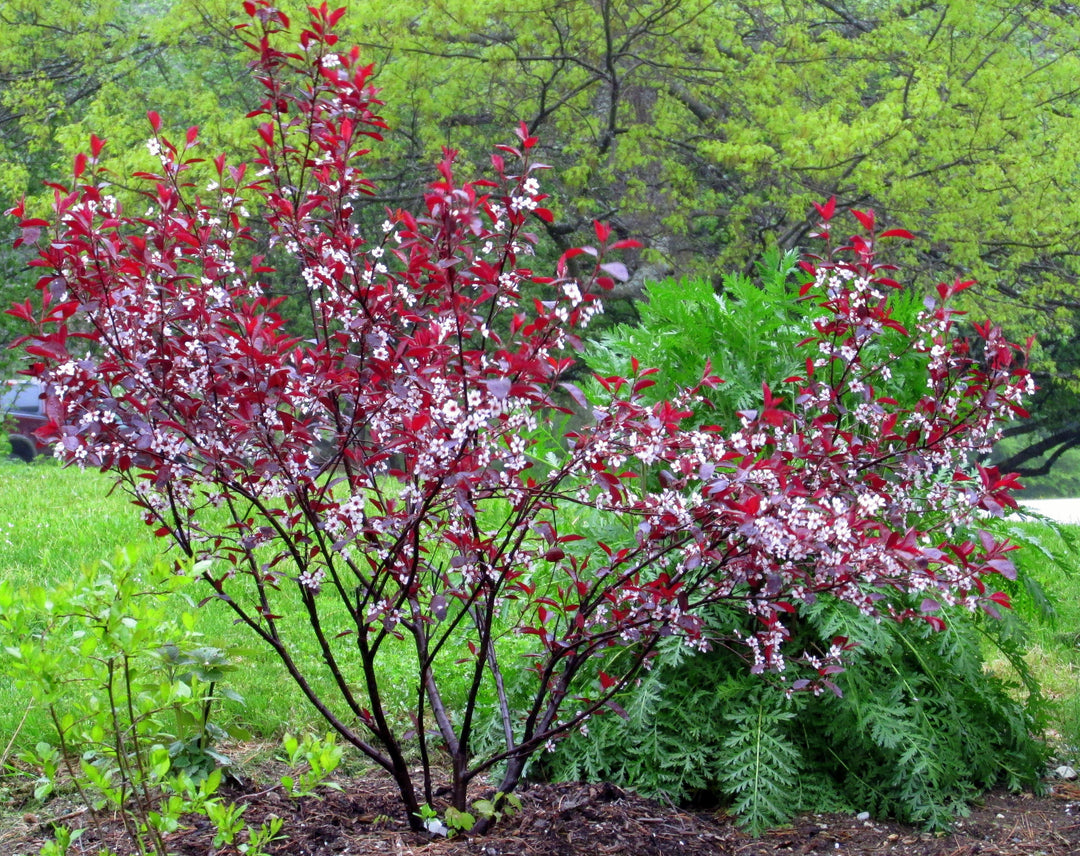 Purple Leaf Sandcherry Flowering shrub