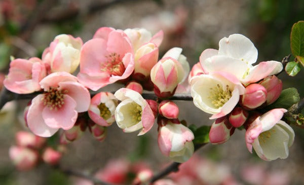 Toyo Nishiki Flowering Quince Flowers
