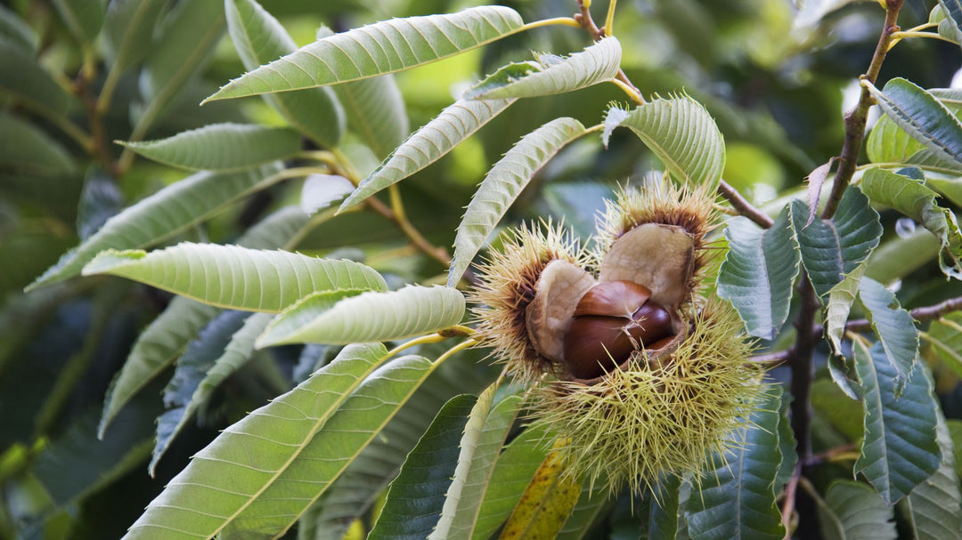 American Chestnut Tree