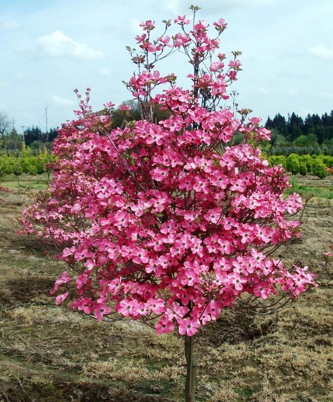 Cherokee Brave Dogwood Flowering