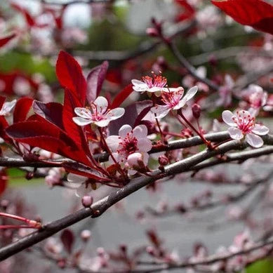 PurpleLeaf Sandcherry