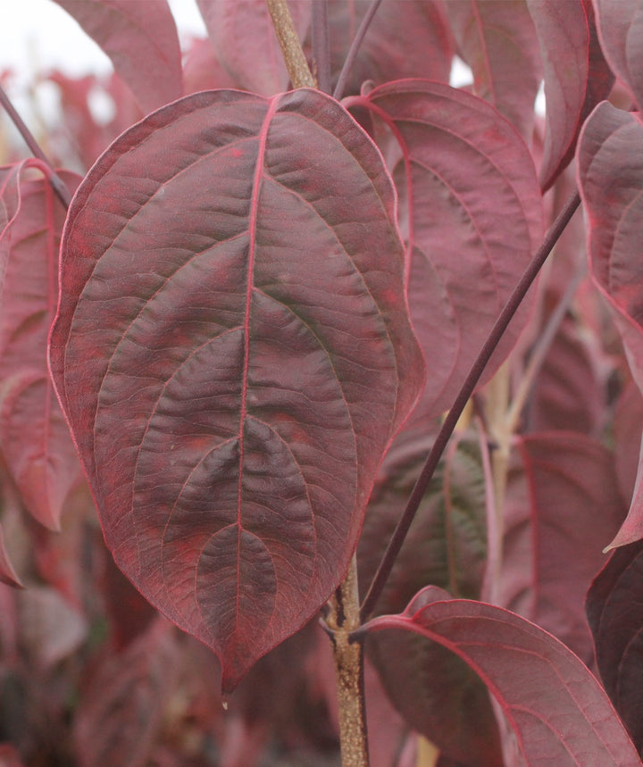 Cherokee Brave Dogwood autumn leaves fall