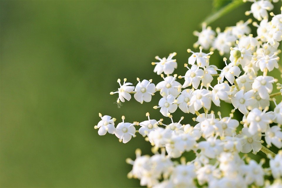 Elderberry