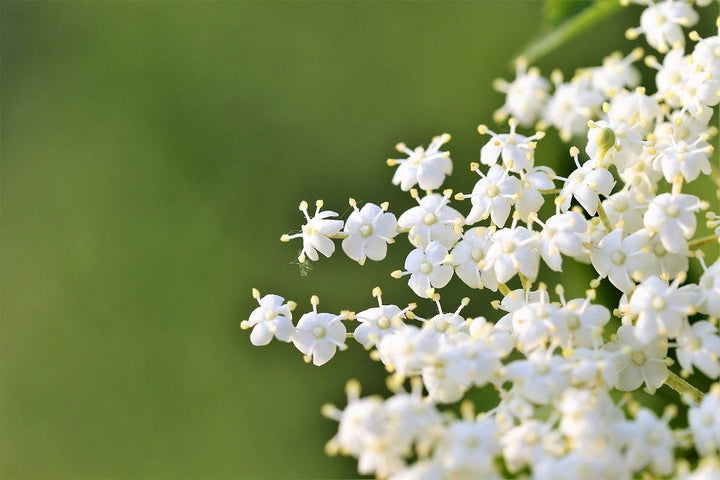Elderberry