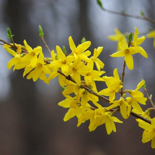 Lynnwood Variety Yellow Forsythia