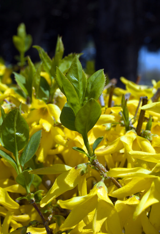 Lynnwood Forsythia