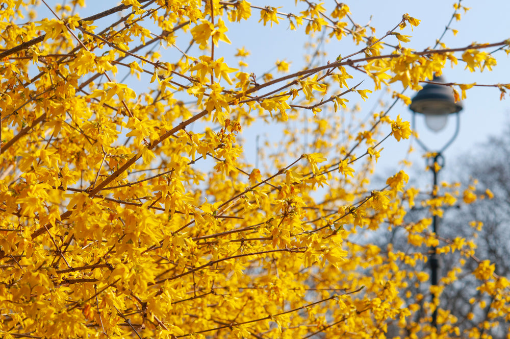 Yellow Forsythia