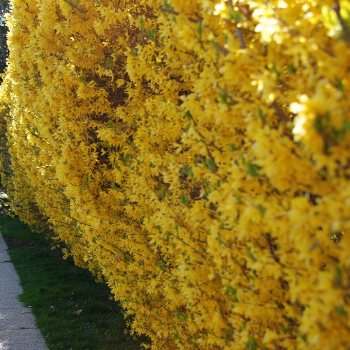 Yellow Forsythia