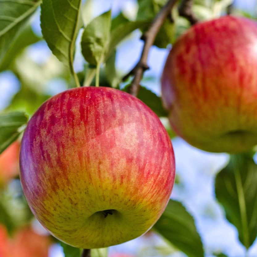 Fuji apple tree
