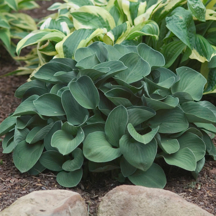 Blue mouse ear hosta