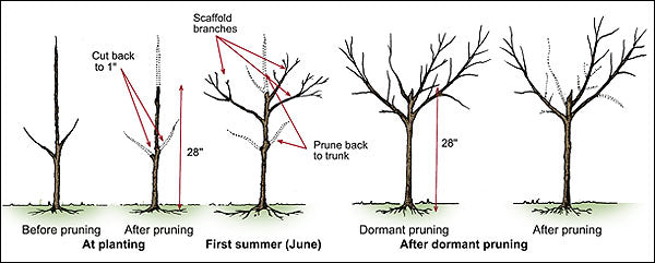 Fruit Tree Pruning for Peaches