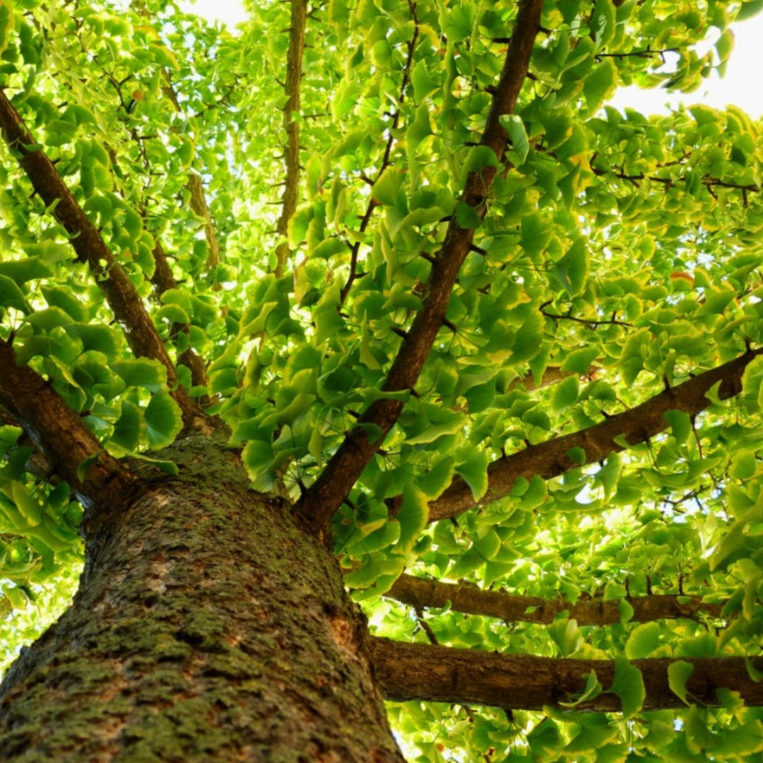 Gingko Biloba Tree