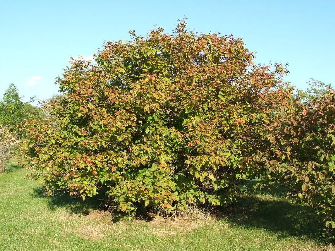Hazelnut Tree