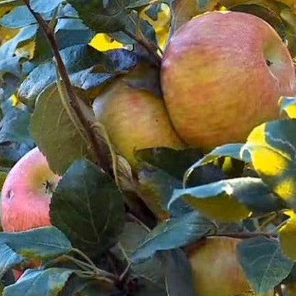 http://tristarplants.com/cdn/shop/products/honeycrisp-apples.jpg?v=1632438609