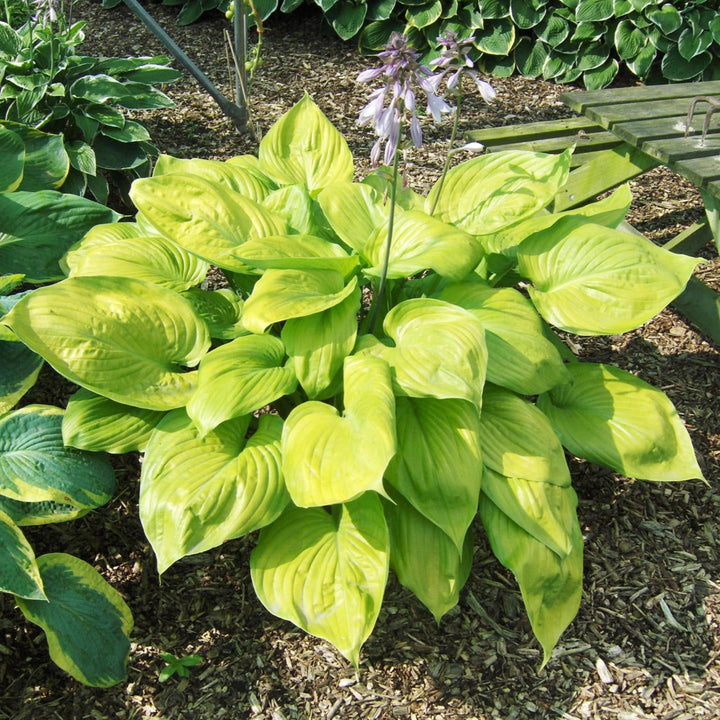 Flowering Sum and Substance Hosta