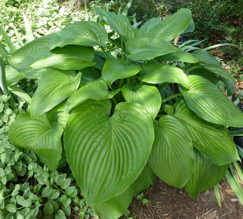 Empress Wu Hosta