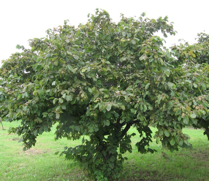 Hazelnut Tree