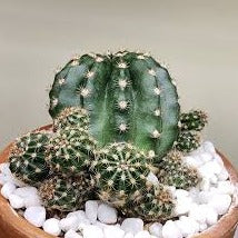 Echinobivia Rainbow Burst Cactus