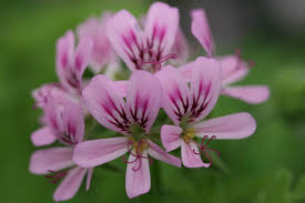 Citronella Geranium - Pelargonium graveolens