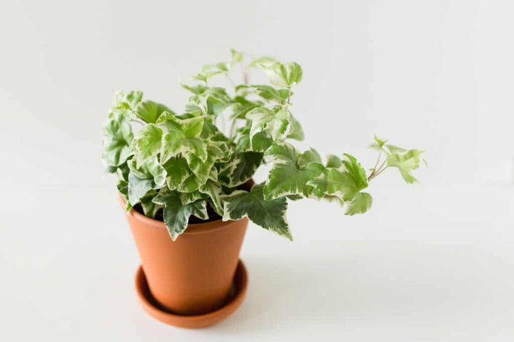 English Ivy 'Glacier'