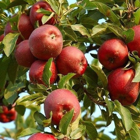 Jonathan Apple Tree