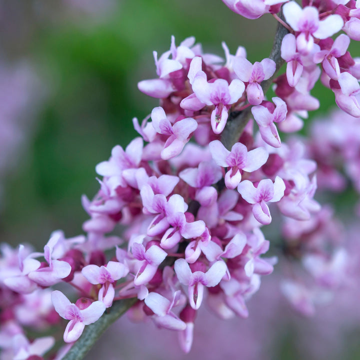 Eastern Redbud