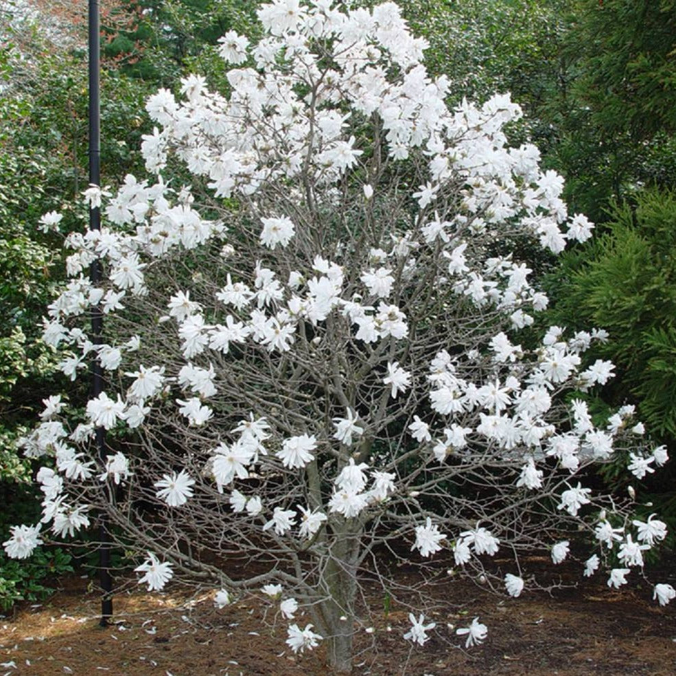 Royal Star Magnolia