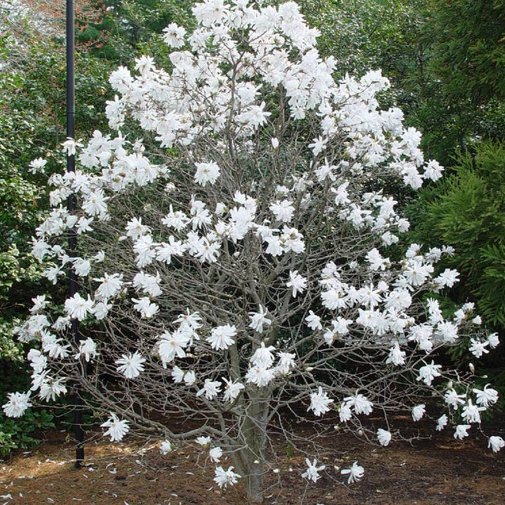 Royal Star Magnolia