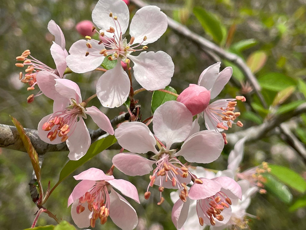 Southern crabapple blossoms